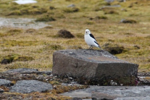 Snow bunting are the only song bird found in this region of the Arctic.