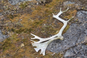 Male and female reindeer shed their antlers each year.