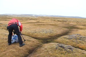During the summer the tundra is soggy, but in the winter it will freeze solid. These straights lines in the moss are evidence of the the past winter's freeze.