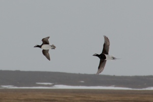 A pair of barnacle geese fly by.
