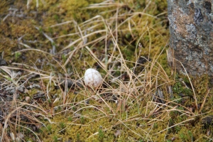 Snow bunting egg found tucked into some grass.