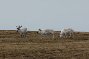 Reindeer on Svalbard have no natural predators. As such they are pretty unbothered by our presence.