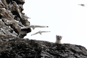 An arctic fox surveys the base of a cliff looking for chicks or eggs that may have fallen down, providing an easy lunch.