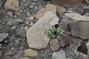 Here is an arctic poppy nestled between two small rocks. In the Arctic even the smallest changes in landscape can have dramatic impacts on vegetation.