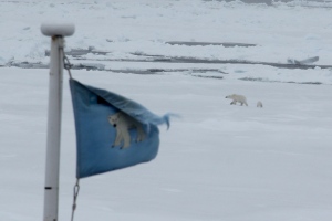 Our first polar bear sighting was special: a sow and her cub.