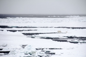 From a distance the polar bear is hard to sea. A slightly creamy color against a stark white landscape. We were lucky to have a crew that was highly skilled in spotting these elusive predators.
