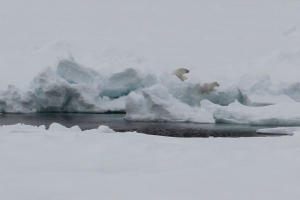 Sow and cub on the pack ice.