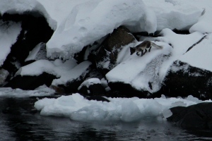 This arctic fox was very agile both on snow and pack ice, in addition to evading the harassment of a glaucous gull.