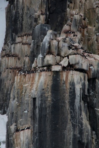 These thick-billed murres nest on these cliffs in astonishing numbers protecting their light blue eggs.