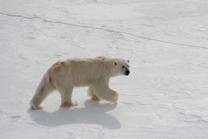 Lifting his enormous paw, the polar bear moves near our ship, sniffing the air as he moves.