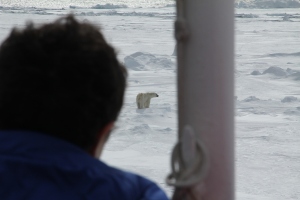 Observing the ice bear.