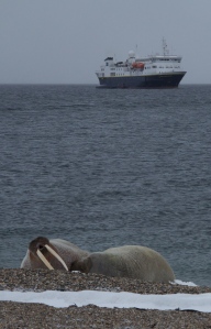 Walrus hauled out onto the beach with our ship in the background.