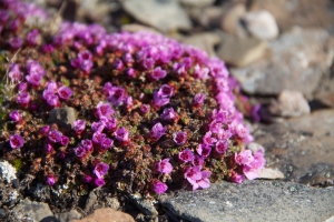 Along the way we see lots of purple saxifrage is a common plant found in the Arctic.