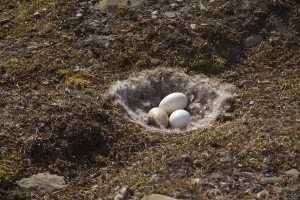 Next of eggs, likely from a pink-footed goose.