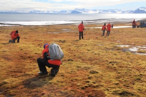 Examining the tundra.